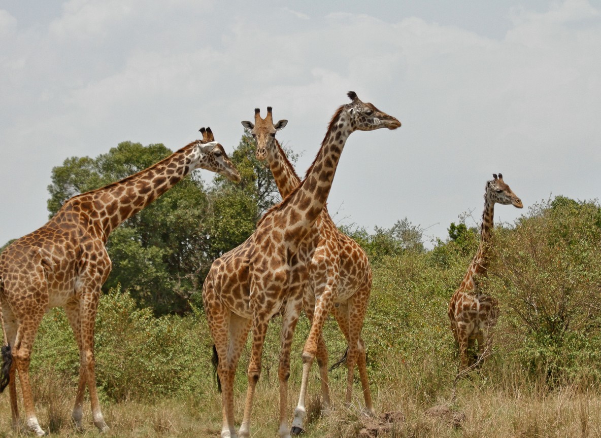 Reticulated giraffes browsing among doum palms in Samburu National Reserve, Kenya