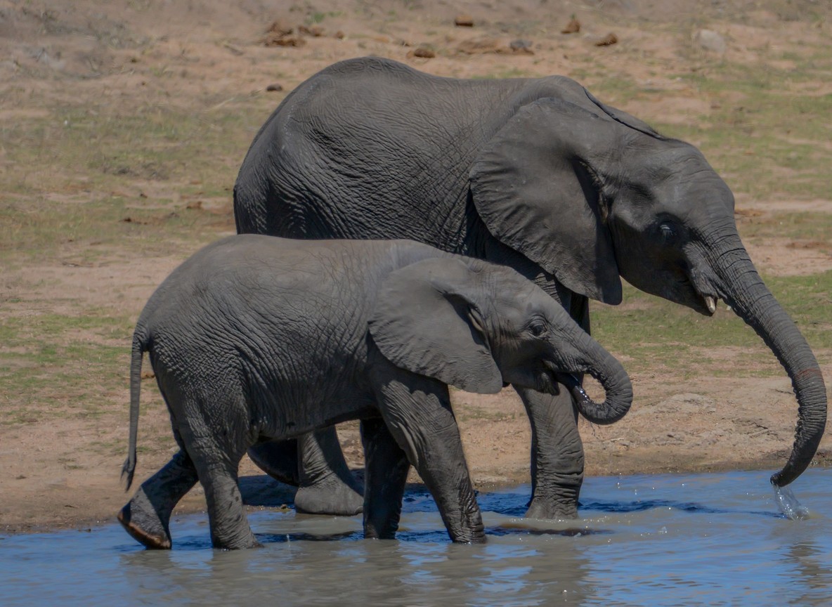 Elephants drinking at the Ewaso Nyiro river lined with doum palms in Samburu National Reserve, Kenya