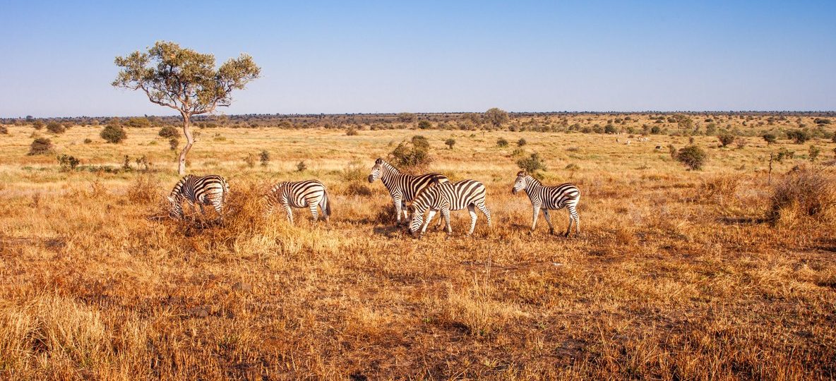 samburu serena safari lodge hero
