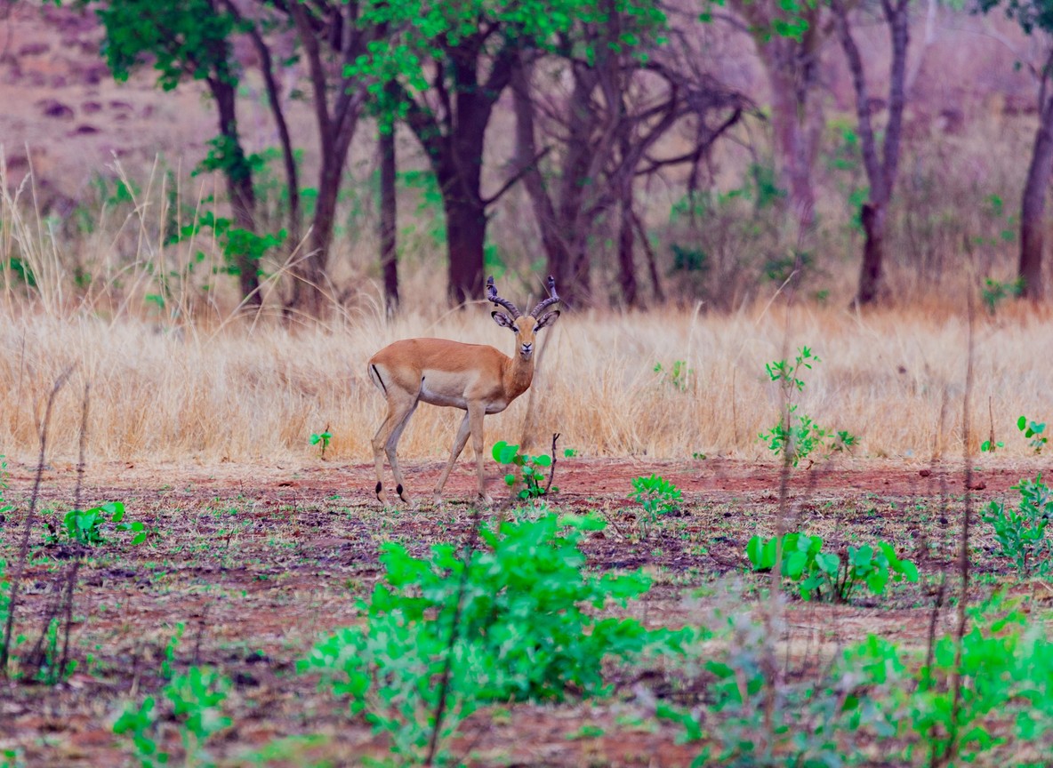 samburu serena safari lodge inner 2