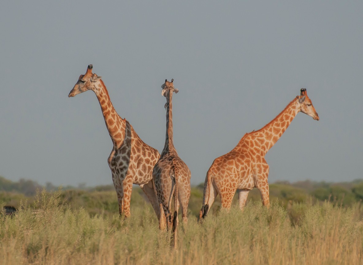 A landscaped swimming pool and open-air dining deck at a safari lodge in Samburu National Reserve, Kenya