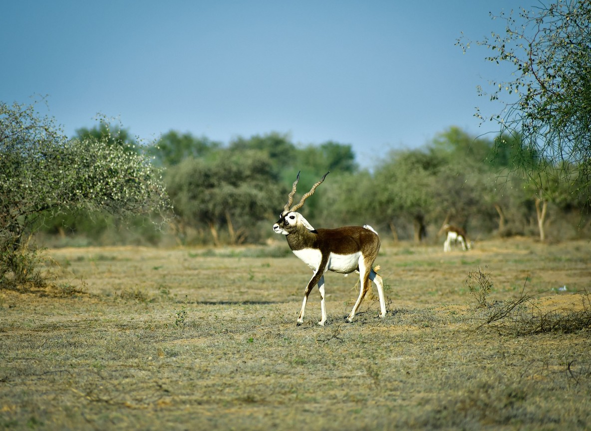 A Grevy's zebra and a reticulated giraffe standing together on open savannah in Samburu National Reserve, Kenya