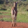 A Grevy's zebra with its distinctive narrow stripes standing on the dry red earth of Samburu National Reserve at sunrise