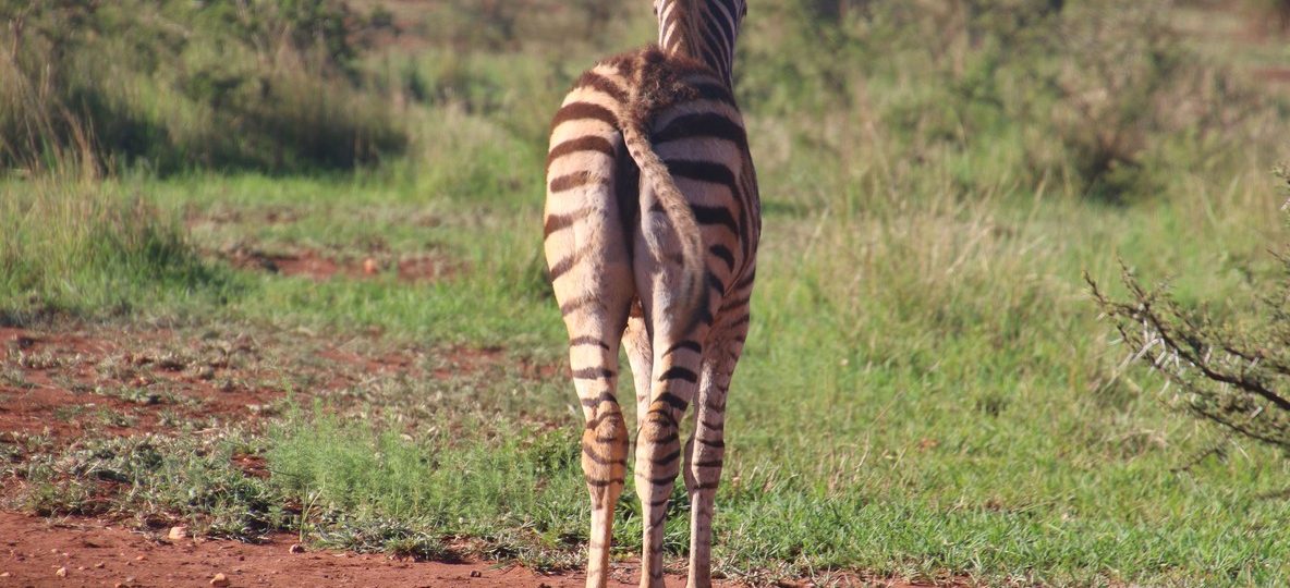 A Grevy's zebra with its distinctive narrow stripes standing on the dry red earth of Samburu National Reserve at sunrise