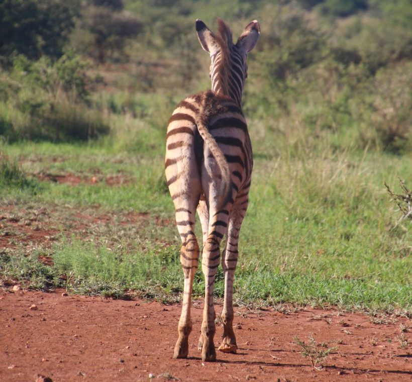 A Grevy's zebra with its distinctive narrow stripes standing on the dry red earth of Samburu National Reserve at sunrise