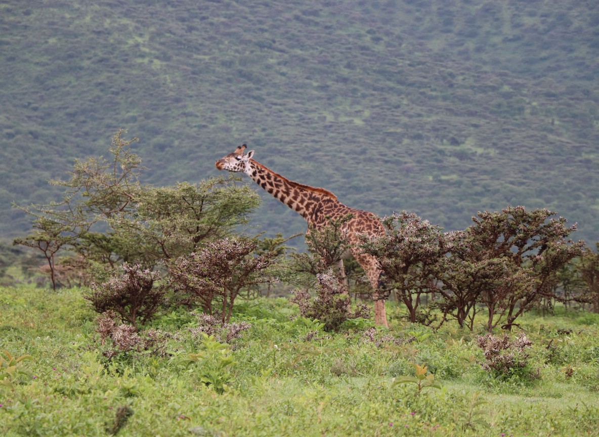 A small herd of Grevy's zebra grazing near acacia trees with the Ewaso Ng'iro River visible in the background