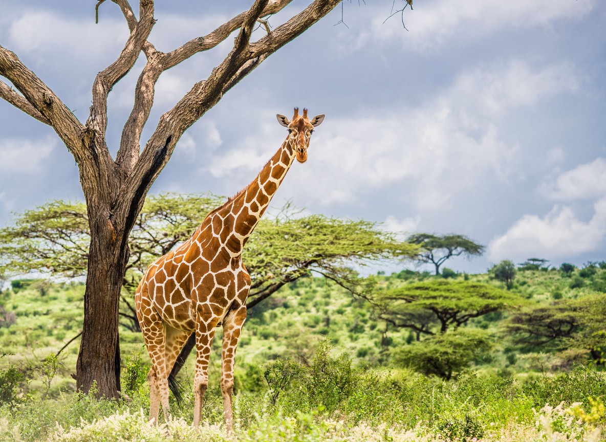 Guest floating in the Sarara Camp swimming pool watching wildlife below