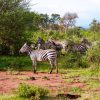Sarova Shaba Game Lodge chalets surrounded by natural springs and doum palms beside the Ewaso Nyiro River in Shaba National Reserve, Kenya