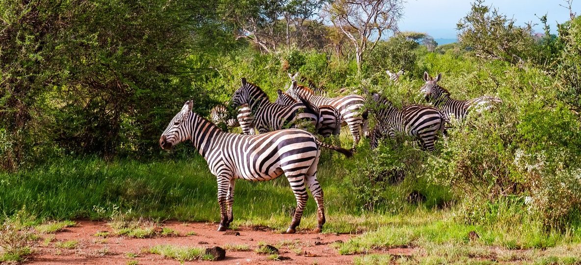 Sarova Shaba Game Lodge chalets surrounded by natural springs and doum palms beside the Ewaso Nyiro River in Shaba National Reserve, Kenya