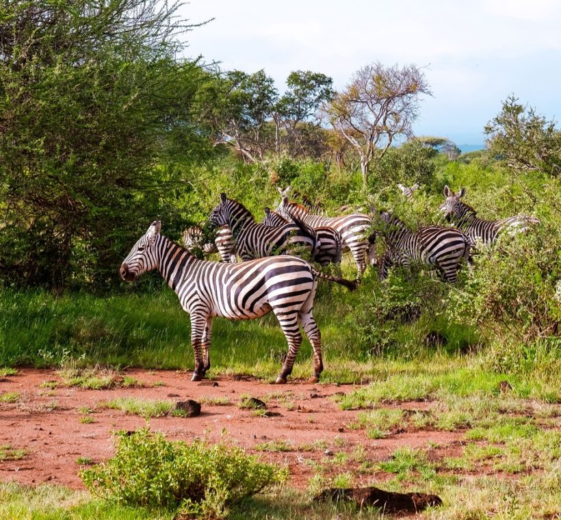 Sarova Shaba Game Lodge chalets surrounded by natural springs and doum palms beside the Ewaso Nyiro River in Shaba National Reserve, Kenya