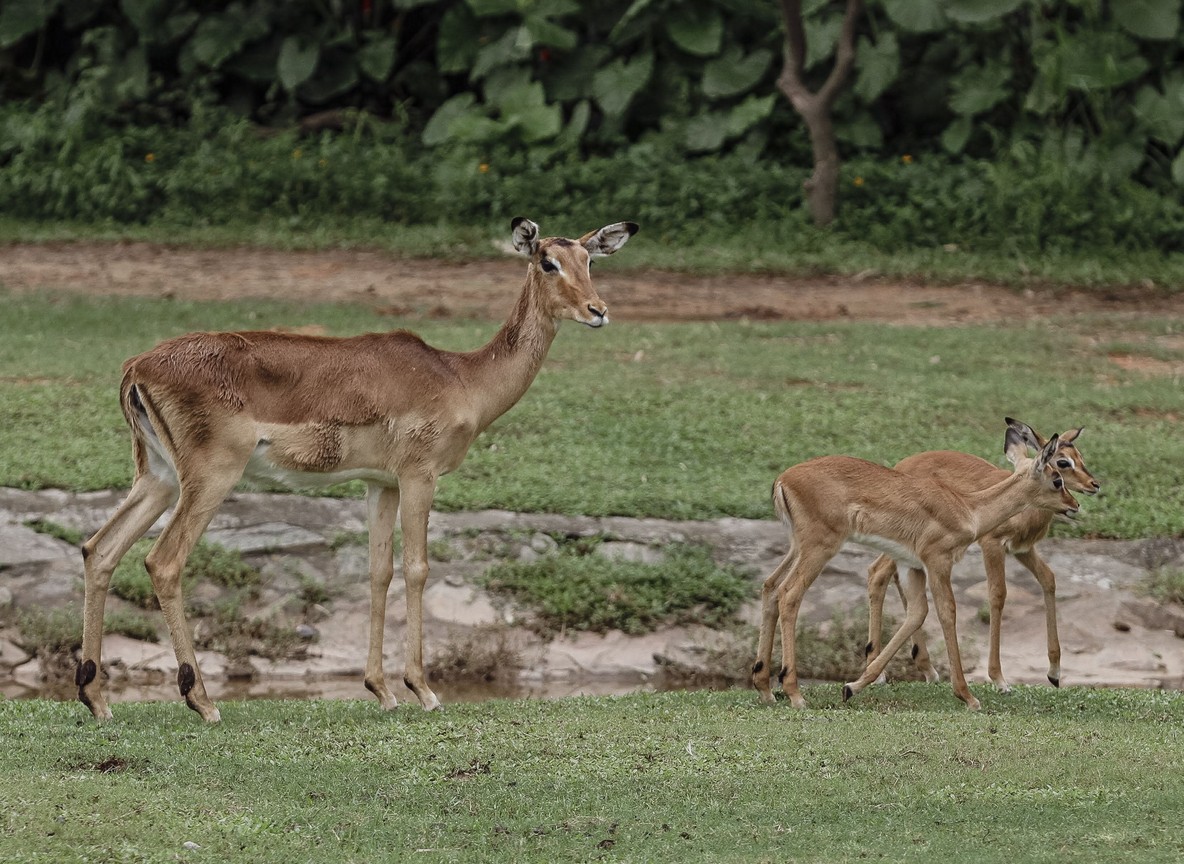 Grevy's zebra and reticulated giraffe grazing near the Ewaso Nyiro River close to Sarova Shaba Game Lodge