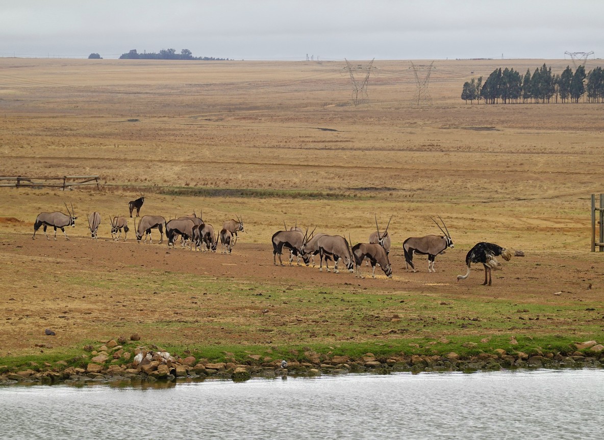 A safari vehicle parked beside the Ewaso Nyiro River near Sarova Shaba Game Lodge at sunset