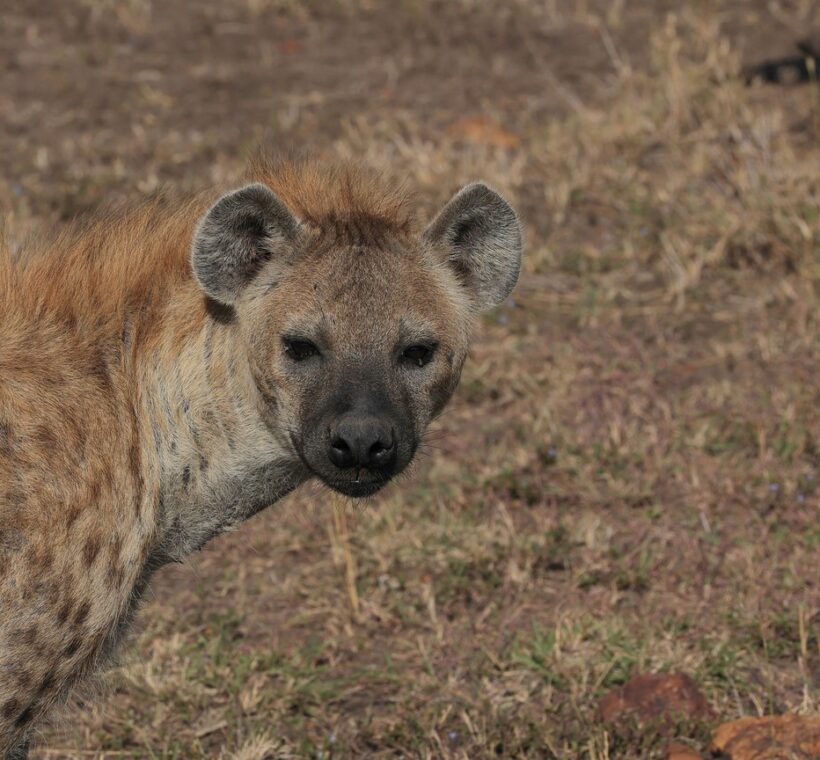 Samburu, Kenya