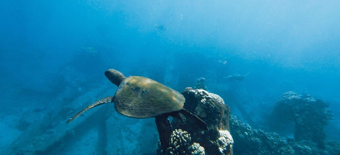 Sea Turtles Watamu Kenya