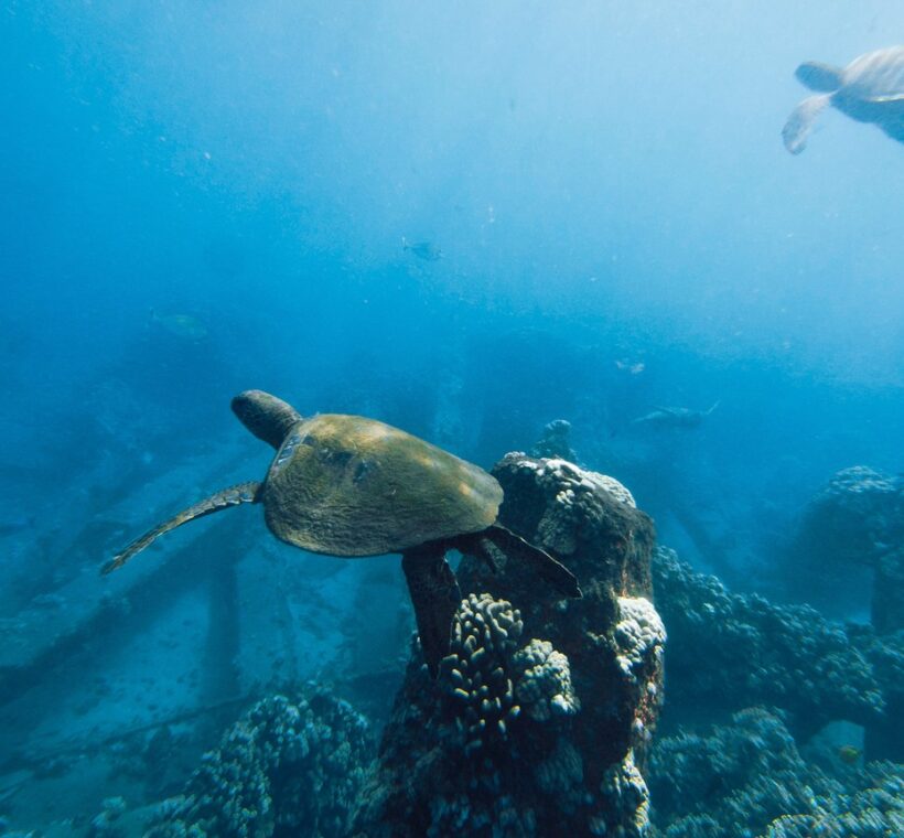 Sea Turtles Watamu Kenya