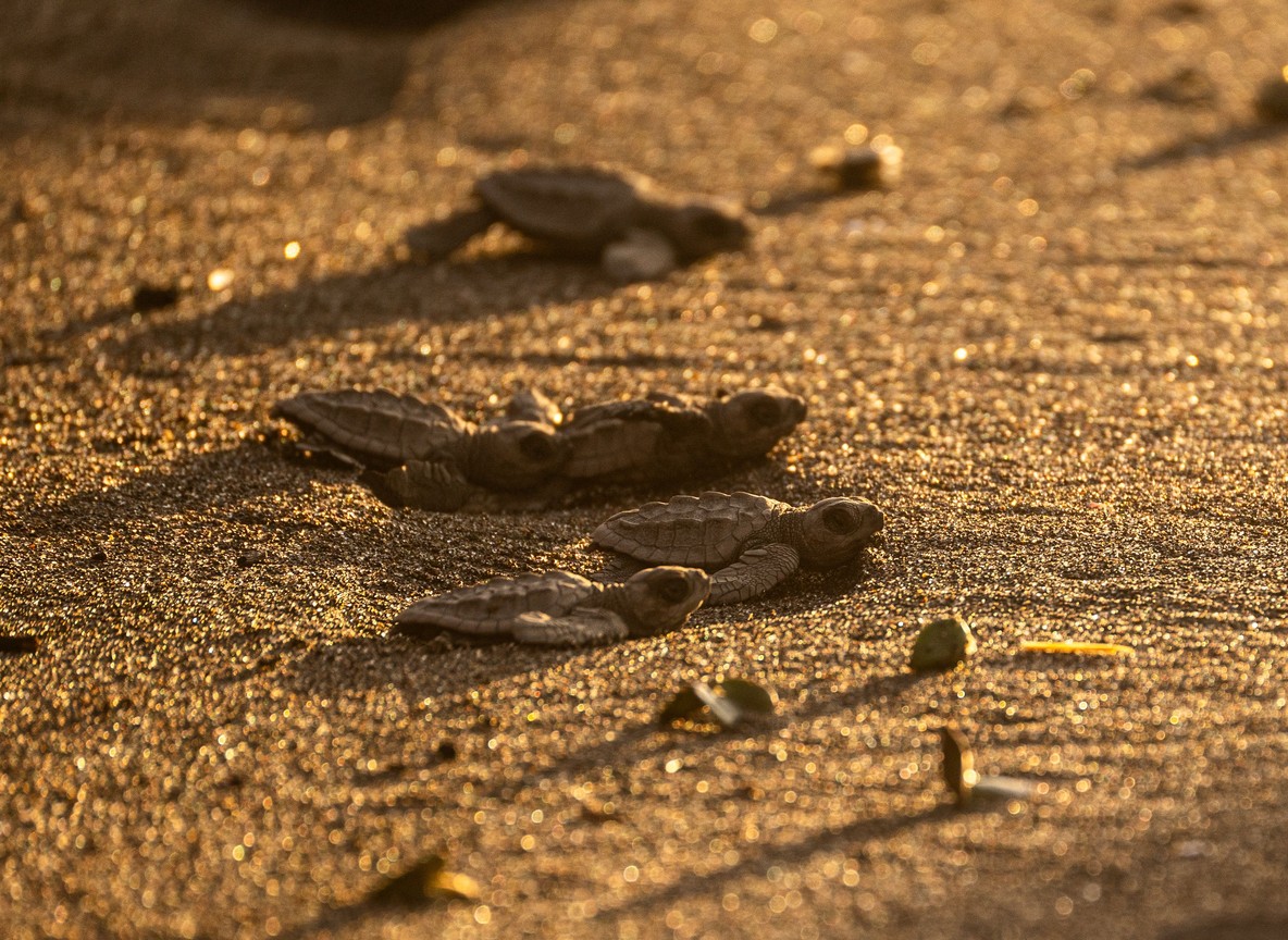 Sea Turtles Watamu Kenya