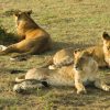 Masai Mara landscape, no text overlay, no collage, no multi-panel, no typography, pure photography, single continuous scene