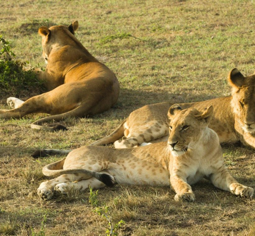 Masai Mara landscape, no text overlay, no collage, no multi-panel, no typography, pure photography, single continuous scene