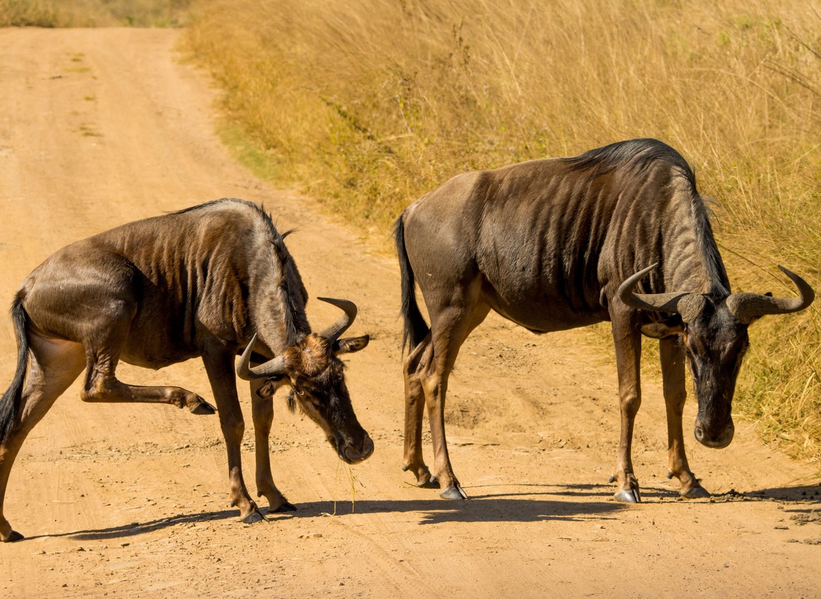 splashing water, dramatic action -- trunktrails-serengeti-vs-masai-mara-2