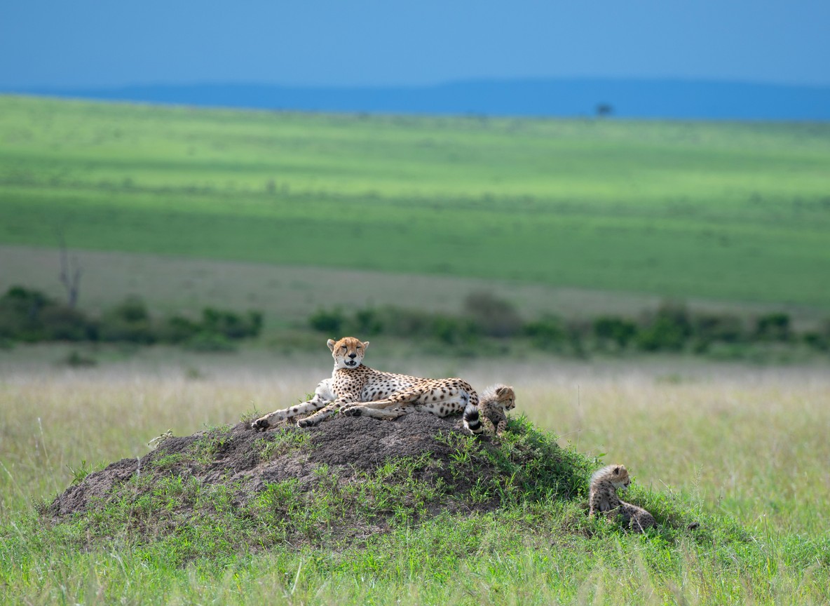Safari vehicle on a dirt track in the Masai Mara with acacia trees and hills in the background -- trunktrails-serengeti-vs-masai-mara-3