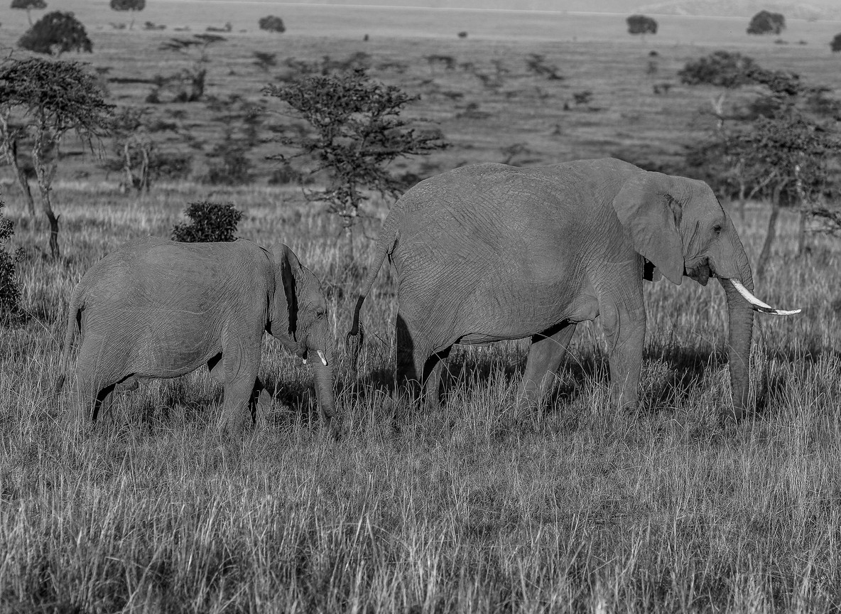 Lion resting on a rock outcrop (kopje) in the Serengeti with the plains stretching behind -- trunktrails-serengeti-vs-masai-mara-4