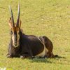 A majestic sable antelope with long curved horns standing in a misty grassy clearing inside Shimba Hills National Park at golden morning light