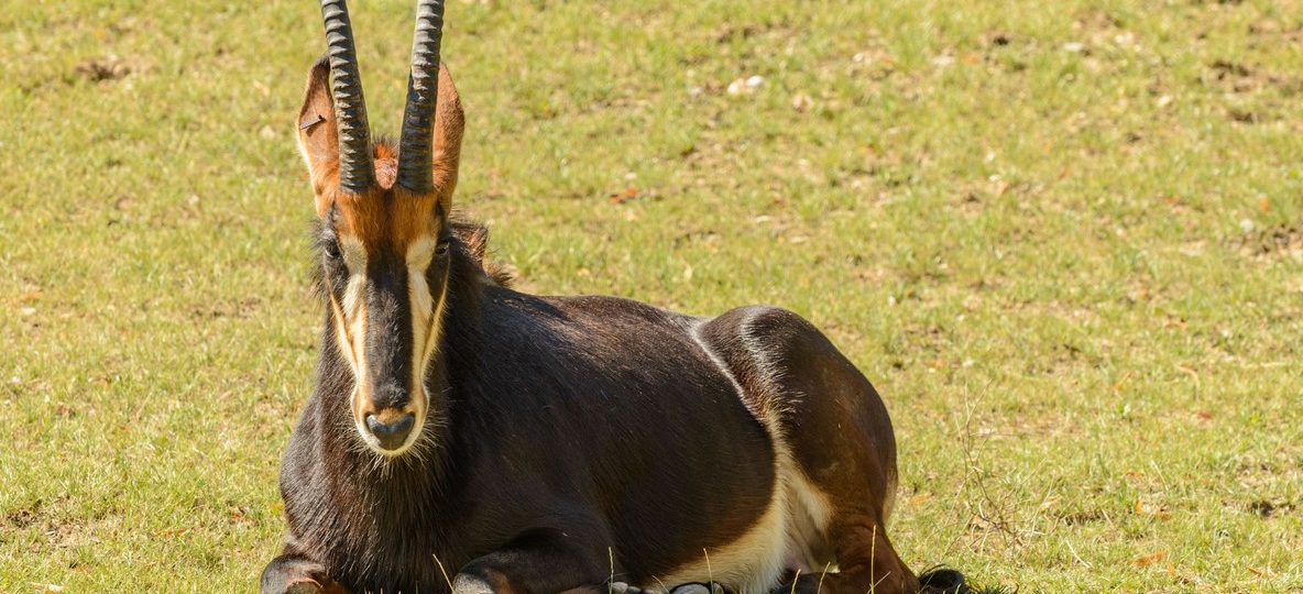 A majestic sable antelope with long curved horns standing in a misty grassy clearing inside Shimba Hills National Park at golden morning light