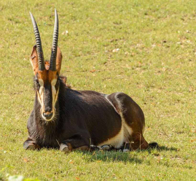 A majestic sable antelope with long curved horns standing in a misty grassy clearing inside Shimba Hills National Park at golden morning light