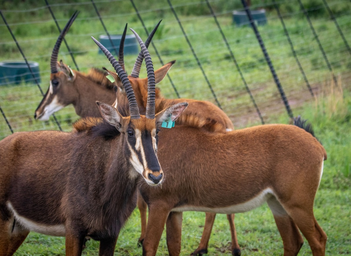 A herd of sable antelope grazing on open grassland at the edge of Shimba Hills forest with rolling green hills behind under a soft coastal sky