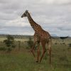 Masai Mara, daytime with acacia trees in the background