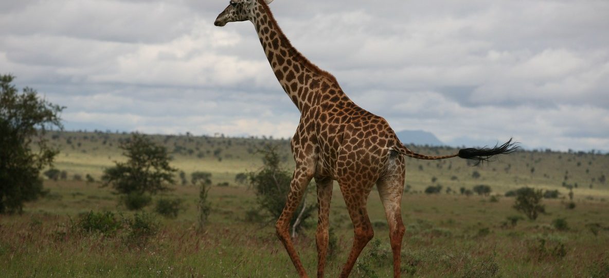 Masai Mara, daytime with acacia trees in the background