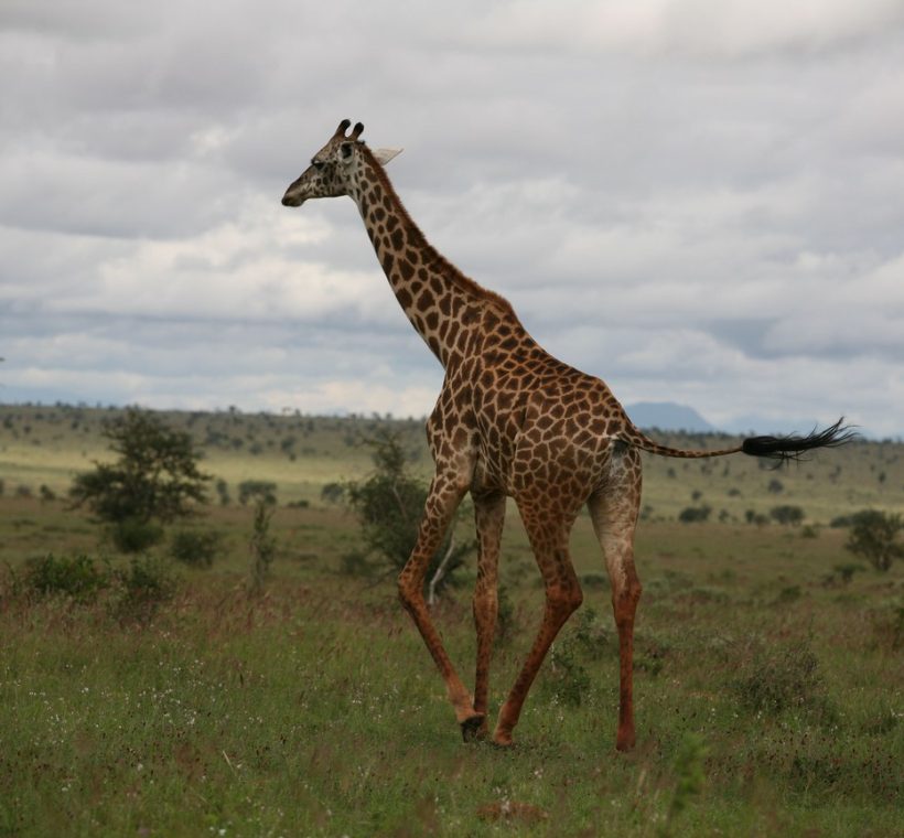 Masai Mara, daytime with acacia trees in the background