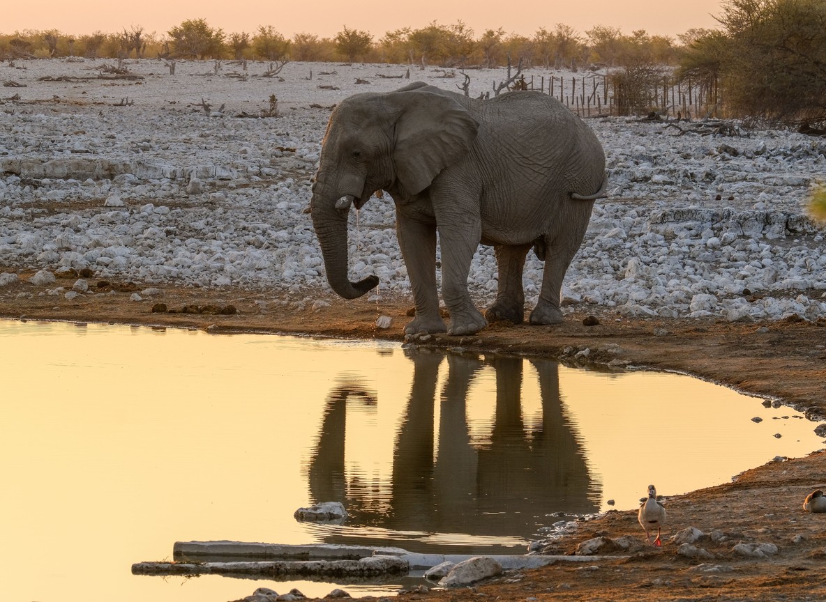 An elephant standing at a waterhole in Samburu at dusk with warm evening light
