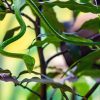 A green vine snake camouflaged in dry savanna grass in Kenya, illustrating this snakes in Kenya safari guide