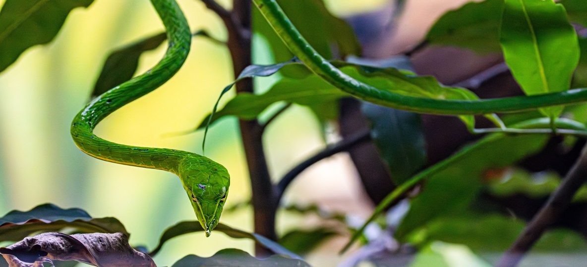 A green vine snake camouflaged in dry savanna grass in Kenya, illustrating this snakes in Kenya safari guide