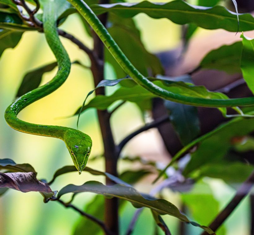 A green vine snake camouflaged in dry savanna grass in Kenya, illustrating this snakes in Kenya safari guide
