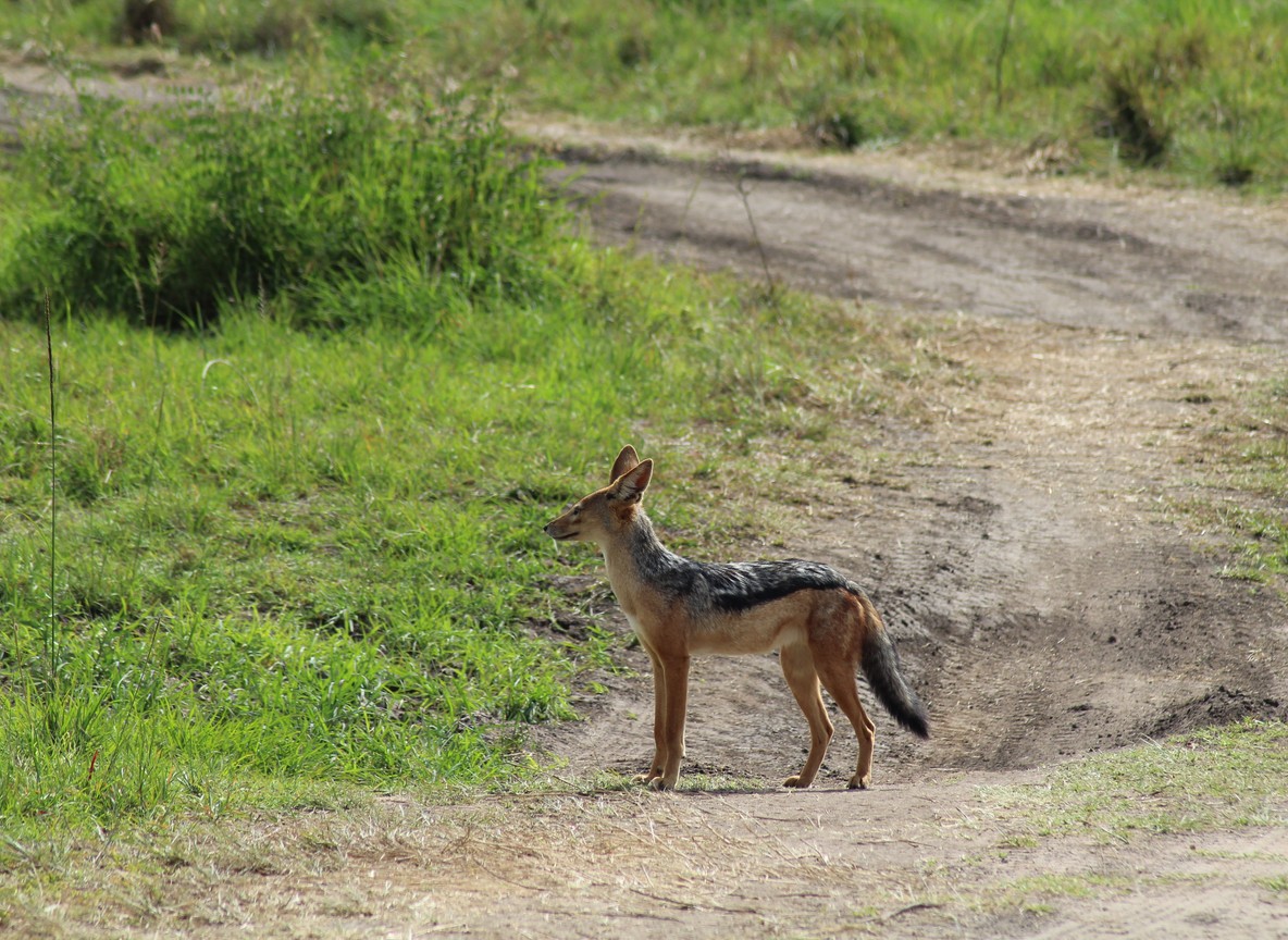 A black-backed jackal standing on a dirt track in the Kenyan savanna, the kind of ground-level wildlife encounter guides watch for on game drives