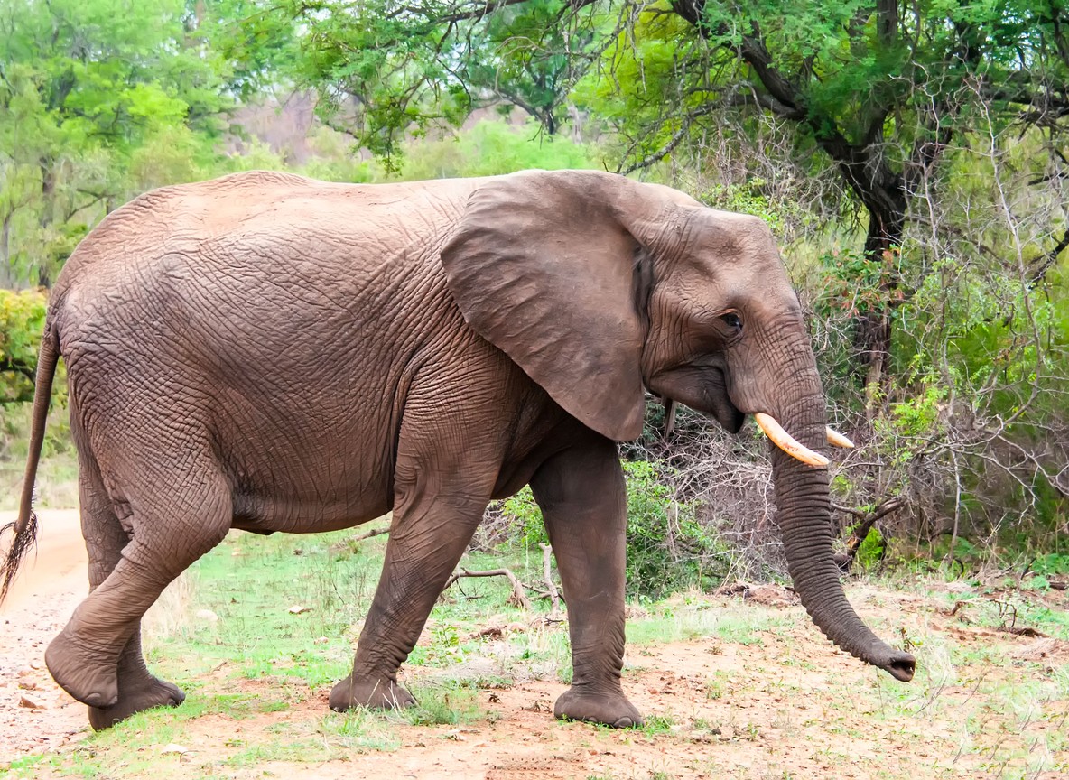 An elephant walking along a bush trail in Kenya, a reminder that game drives keep guests off the ground and away from snake habitat