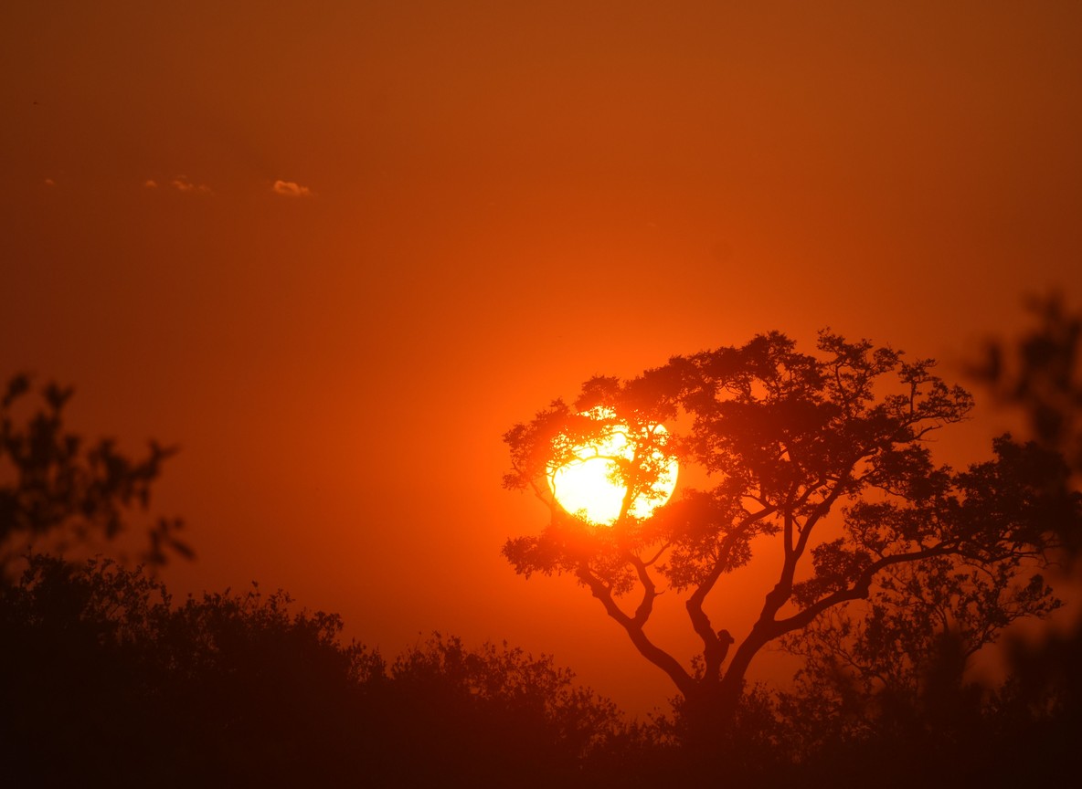 Sunset over acacia trees on the Kenyan savanna, the classic safari scene travelers picture when planning their trip