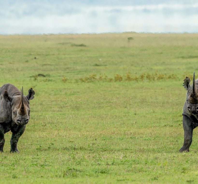 Orphaned white rhino calf being hand-reared by rangers at Solio Rhino Orphanage Kenya near Nyeri