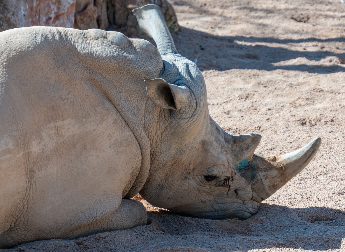 Black rhino grazing inside Solio Game Reserve with the Aberdare Range in the background