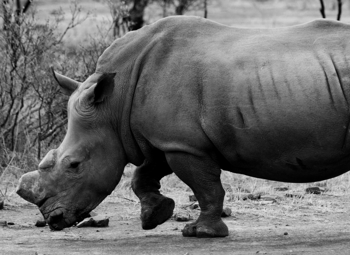 Safari vehicle and guide observing black rhino and calf at Solio Game Reserve during a morning game drive
