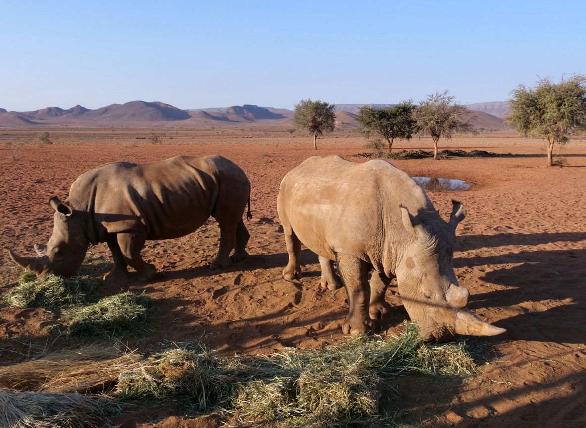 Ranger bottle-feeding a rescued rhino calf at Solio Rhino Orphanage Kenya