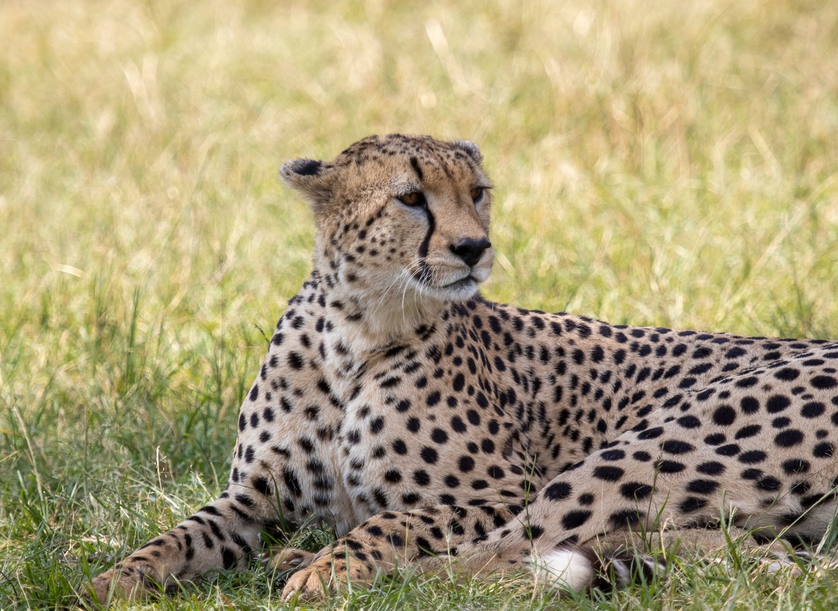 A small tented safari camp in the Maasai Mara with guests dining together at a communal table
