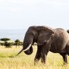 Safari tents at Spekes Camp Masai Mara set among trees along the Olare Orok River