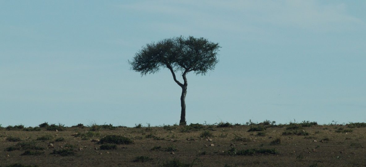 Laikipia Kenya safari package cost view of Suyian Conservancy grassland at golden hour with Mount Kenya on the horizon