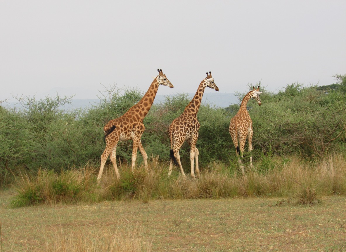 Reticulated giraffes on rolling Laikipia grassland at golden hour