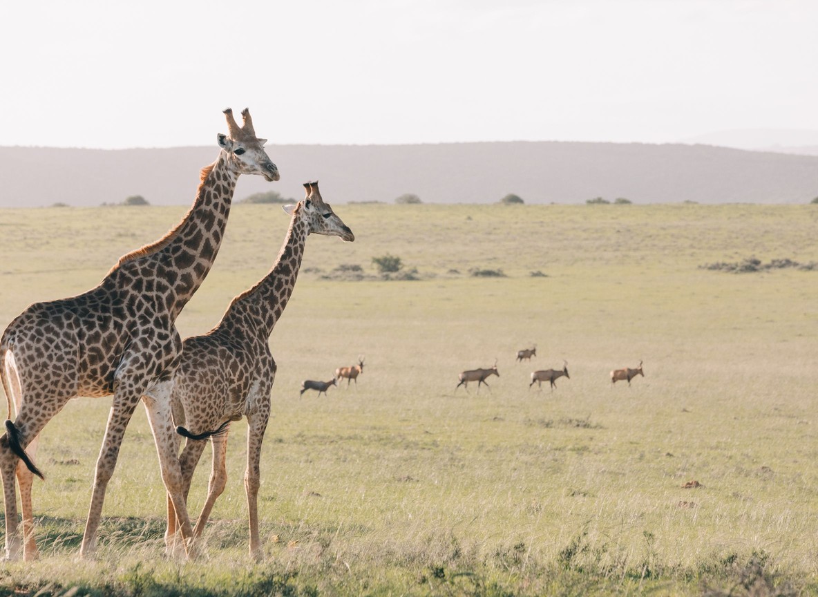 Guided walking safari with an armed guide and tracker crossing open Laikipia bush