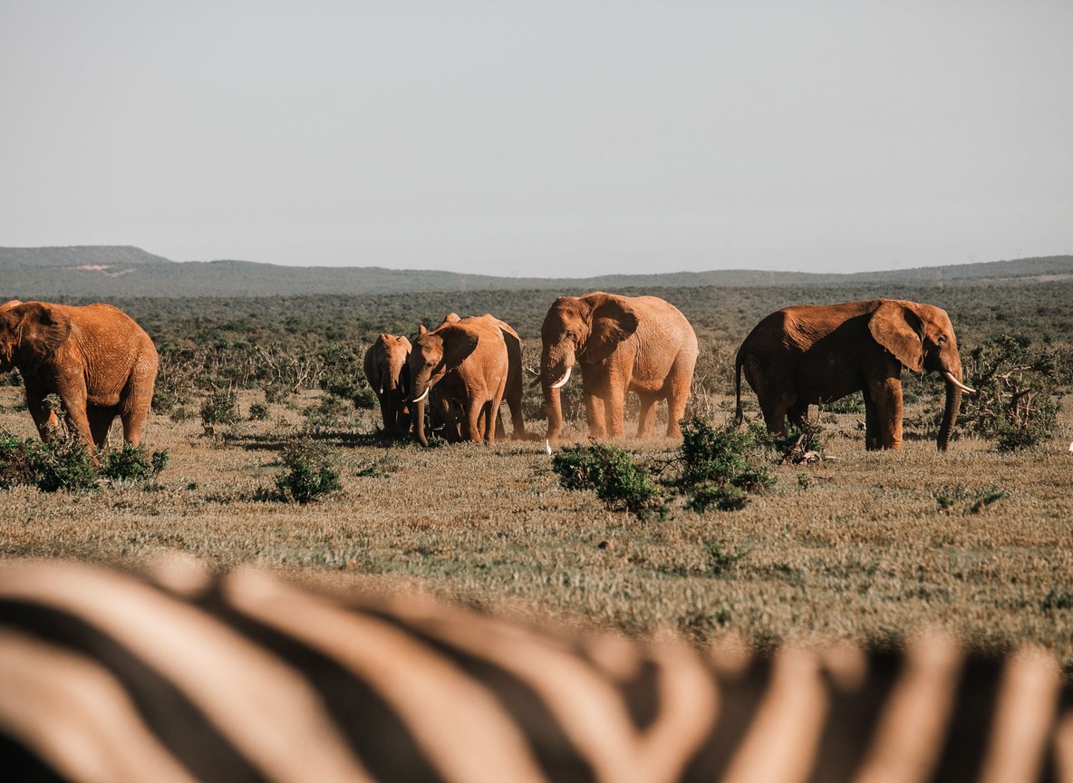 Elephants moving across a Laikipia conservancy plain with distant hills