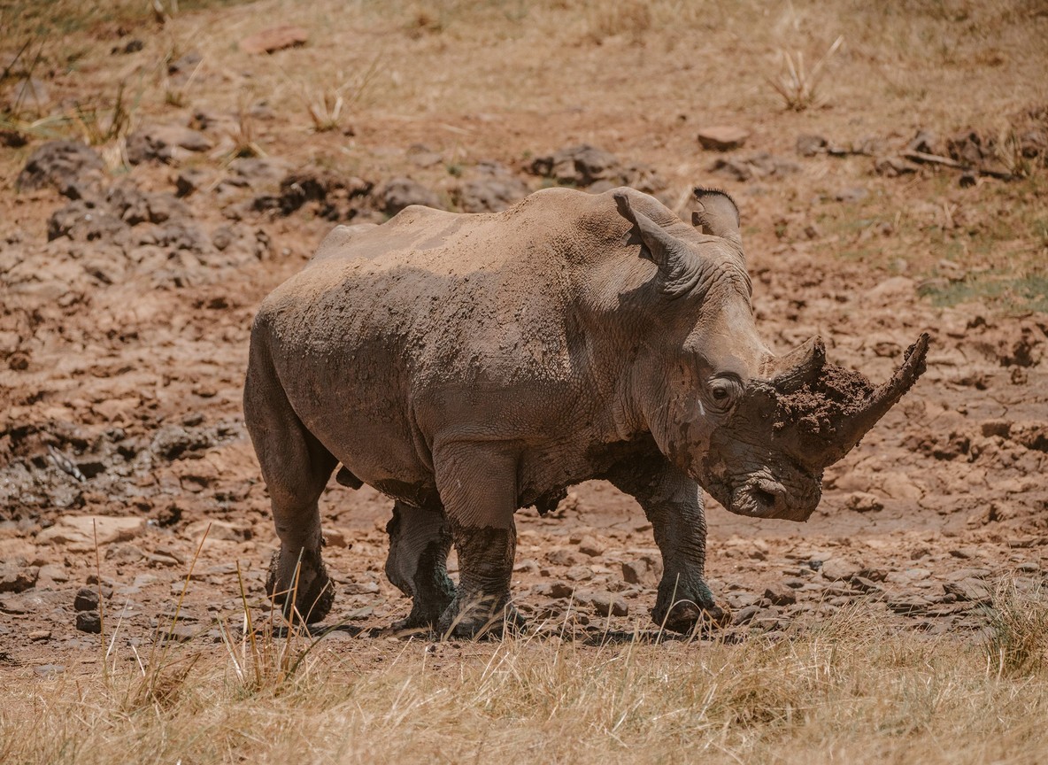 Wide view of the Ewaso Nyiro river dividing wooded sanctuary enclosures at Ol Pejeta